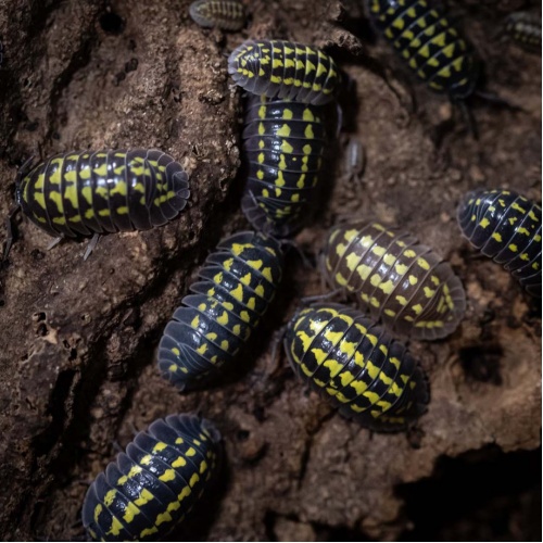 Stínka - Armadillidium gestroi