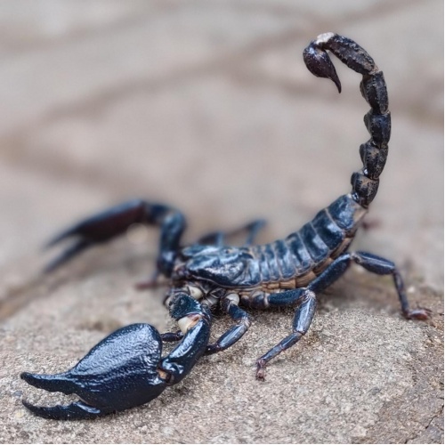 Štír modrý - Heterometrus cyaneus - malý