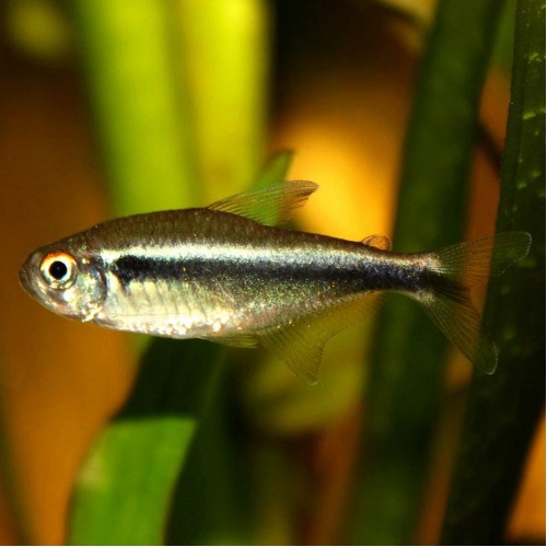 Neonka černá - Hyphessobrycon herbertaxelr