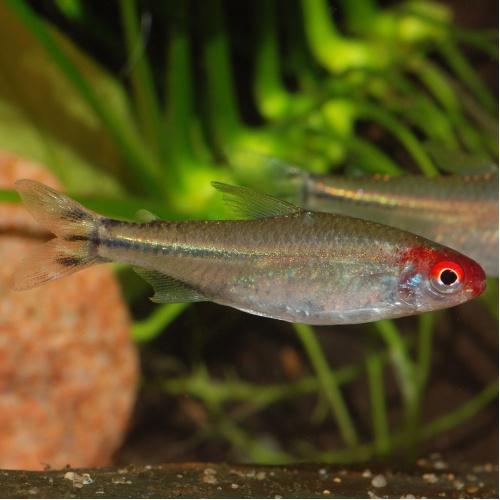 Tetra červenoústá - Hemigrammus rhodostomus
