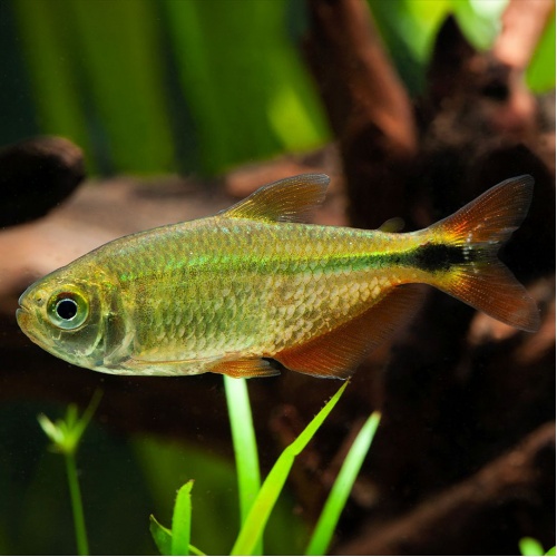 Tetra kosočtverečná - Hyphessobrycon anisitsi