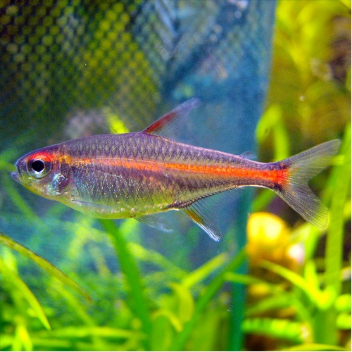 Tetra žhavá - Hemigrammus erythrozonus