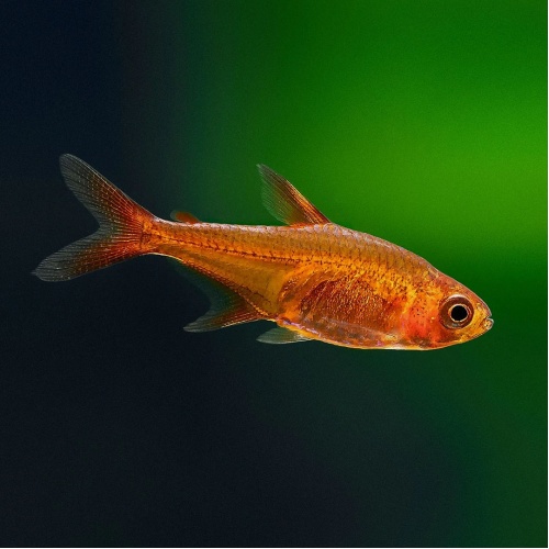 Tetra ohnivá - Hyphessobrycon amandae
