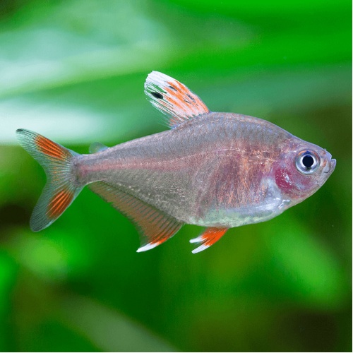 Tetra ozdobná - Hyphessobrycon rosaceus