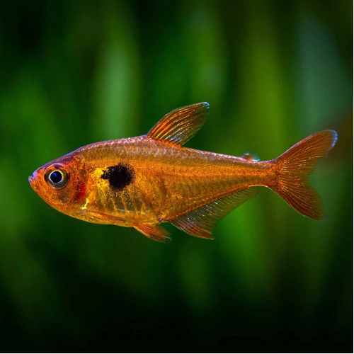 Tetra krvavá - Hyphessobrycon eques