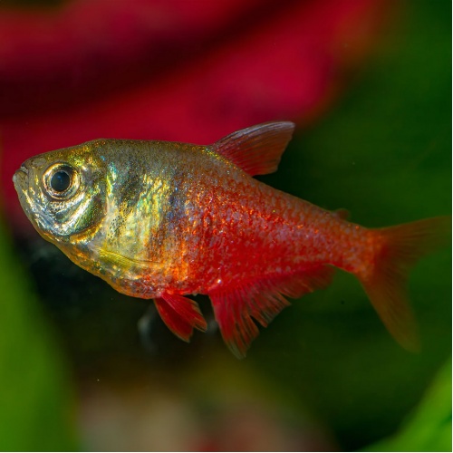 Tetra červená - Hyphessobrycon flammeus