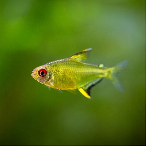Tetra citronová - Hyphessobrycon pulchripinnis