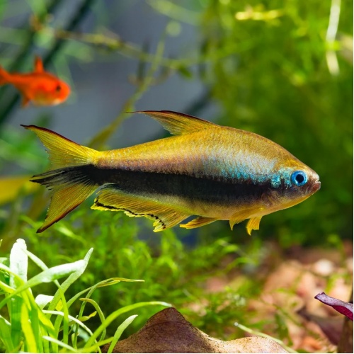 Tetra císařská - Nematobrycon palmeri