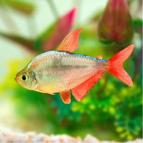 Tetra kolumbijská - Hyphessobrycon columbianus