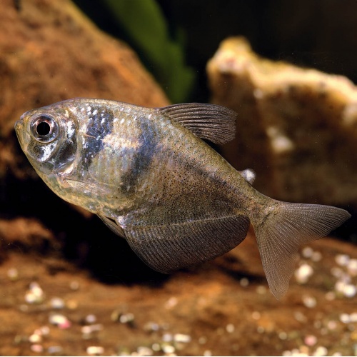Tetra černá - Gymnocorymbus ternetzi