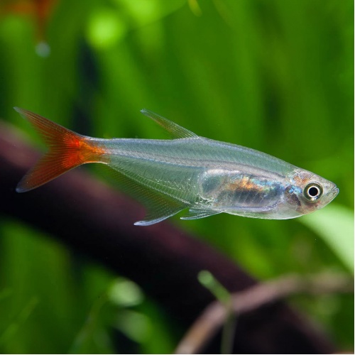 Tetra vláknoploutvá - Prionobrama filigera