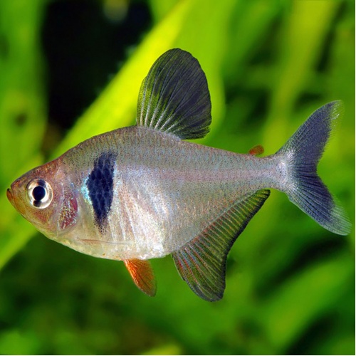 Fantom černý - Hyphessobrycon megalopterus