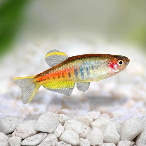 Dánio myanmarské - Danio choprae