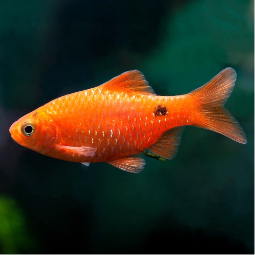 Parmička nádherná - Barbus conchonius