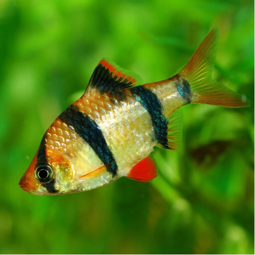 Parmička čtyřpruhá - Barbus tetrazona