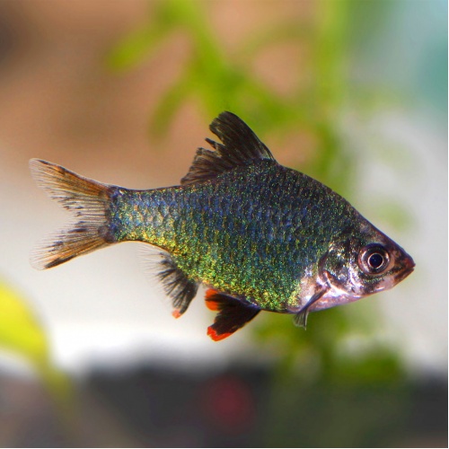 Parmička mechová - Barbus tetrazona