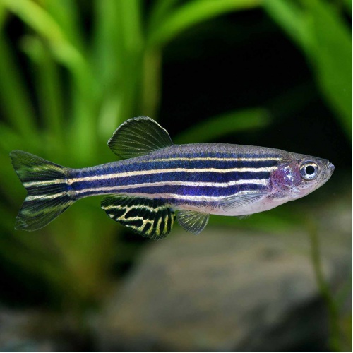 Danio pruhované - Danio rerio
