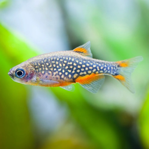 Danio perlové - Danio margaritatus