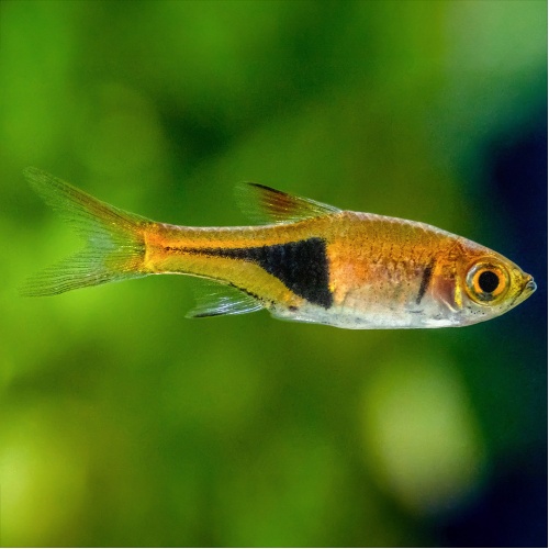 Rasbora klínoskvrnná - Trigonostigma heteromorpha