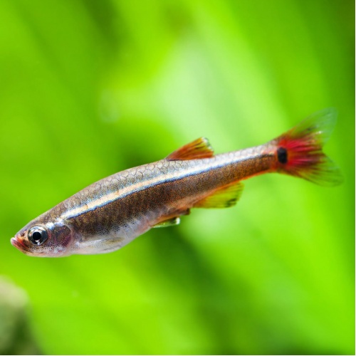 Kardinálka čínská - Tanichthys albonubes