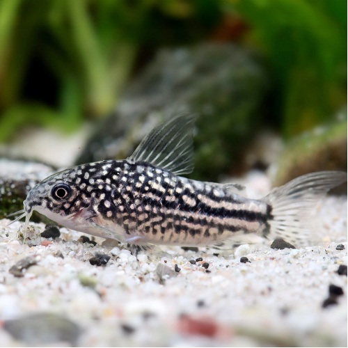 Pancéřníček drobný - Corydoras nanus