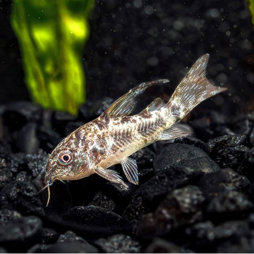 Pancéřníček skvrnitý - Corydoras paleatus velký