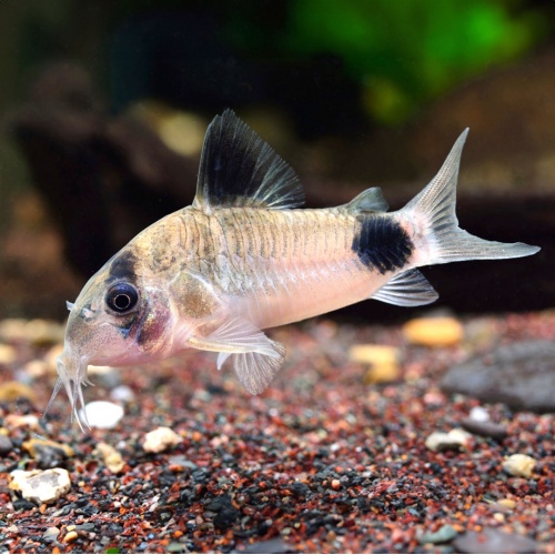 Pancéřníček panda - Corydoras panda