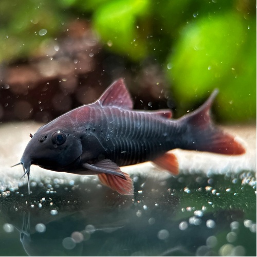 Pancéřníček venezuela - Corydoras black venezuela
