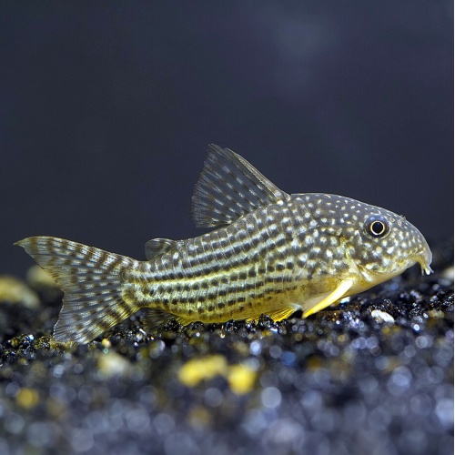 Pancéřníček štěrbův - Corydoras sterbai