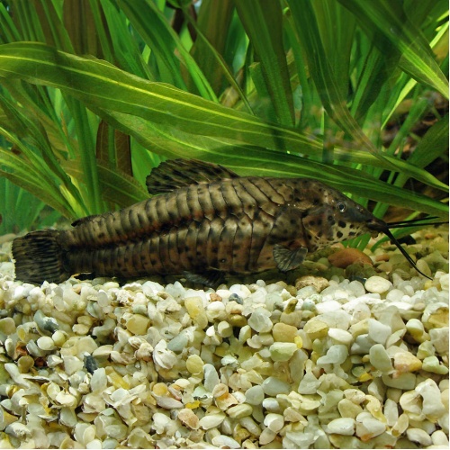 Pancéřníček kropenatý - Hoplosternun thoracatum