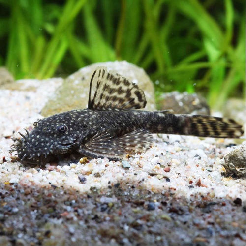 Krunýřovec - Ancistrus sp. - malý