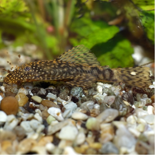 Krunýřovec - Ancistrus sp. - střední