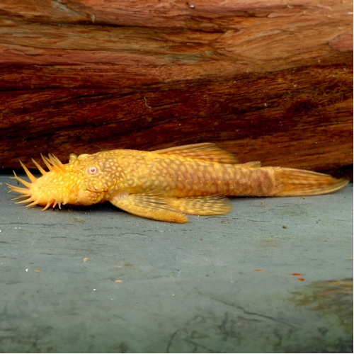 Krunýřovec zlatý - Ancistrus sp. - malý