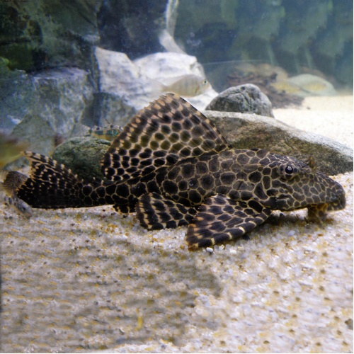 Krunýřovec síťovaný - Pterygoplichtis gibbiceps