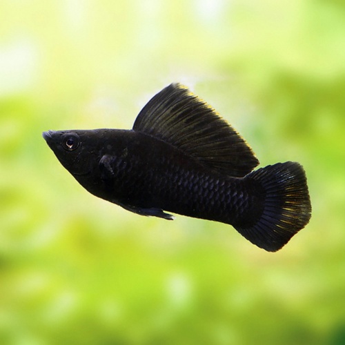 Black molla - Poecilia sphenops