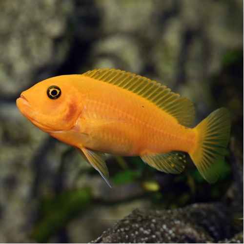 Tlamovec modrožlutý - Pseudotropheus estherae