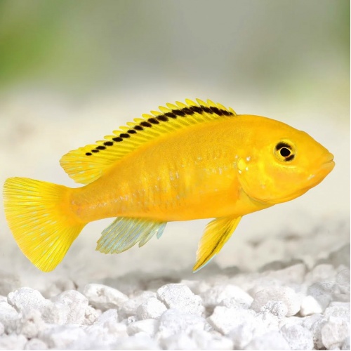 Tlamovec černoploutvý - Labidochromis caeruleus