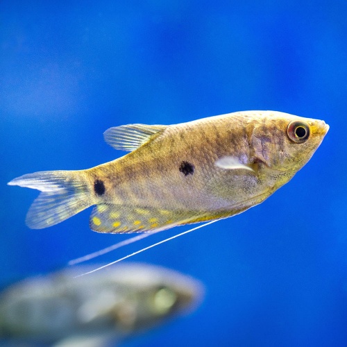 Čichavec zlatý - Trichopodus trichopterus Gold