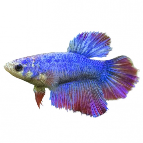 Bojovnice pestrá samice - Betta splendens