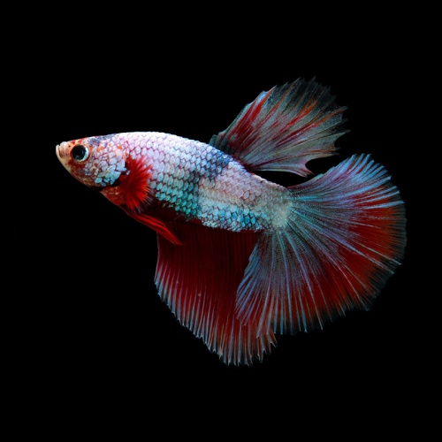 Bojovnice pestrá samec - Betta splendens