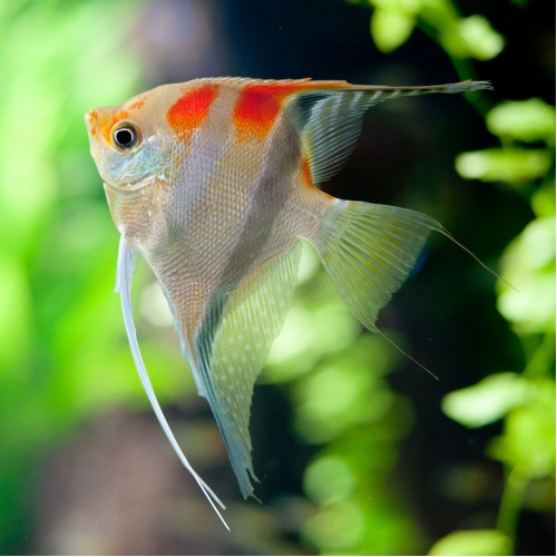 Skalára amazonská - Pterophyllum scalare