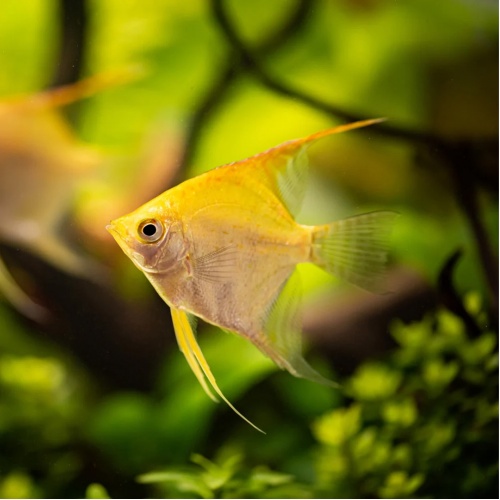 Skalára zlatá - Pterophyllum scalare