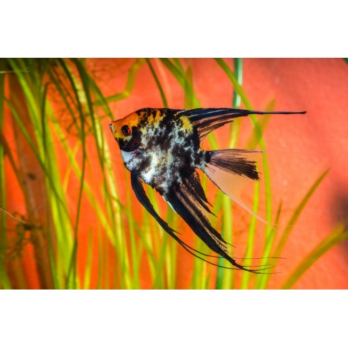 Skalára mramorová - Pterophyllum scalare