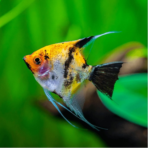 Skalára koi - Pterophyllum scalare
