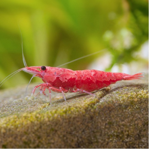 Krevetka Červená Red Cherry - Neocaridina davidi var. Red Cherry