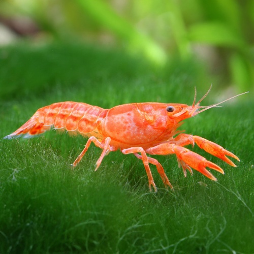 Rak mexický mini - Cambarellus patzcuarensis