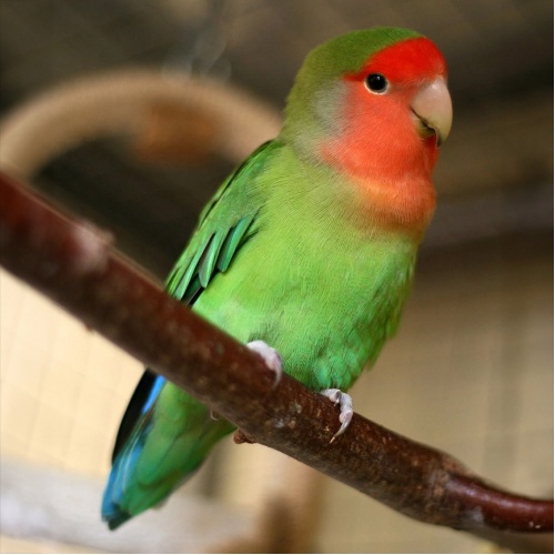 Agapornis růžovohrdlý