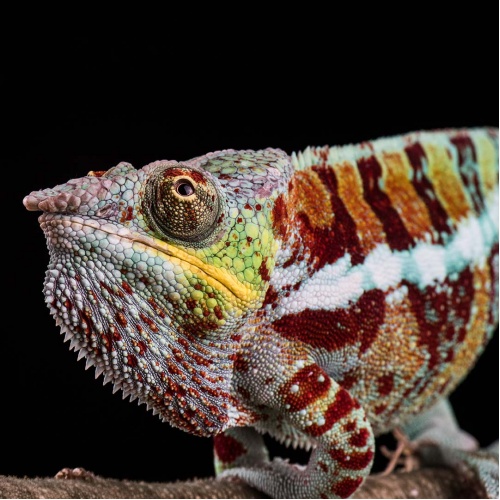 Chameleon pardálí samec - Furcifer pardalis