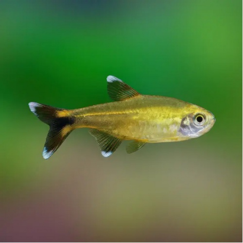 Tetra měděná - Hasemania nana