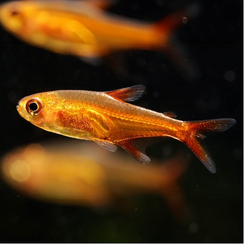 Tetra ohnivá - Hyphessobrycon amadae